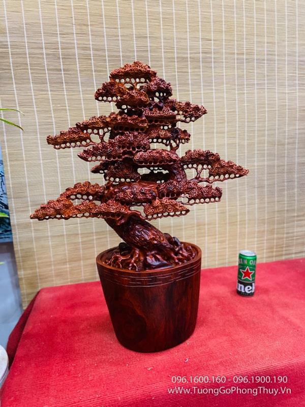 Bonsai cây tùng gỗ hương